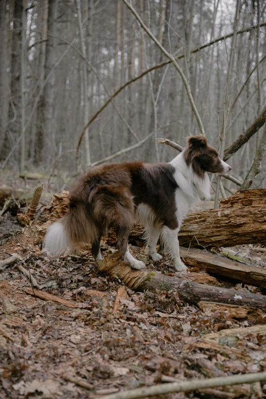 a dog is in the forest with a stick