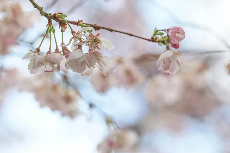 flowers are blooming from the nches of a tree