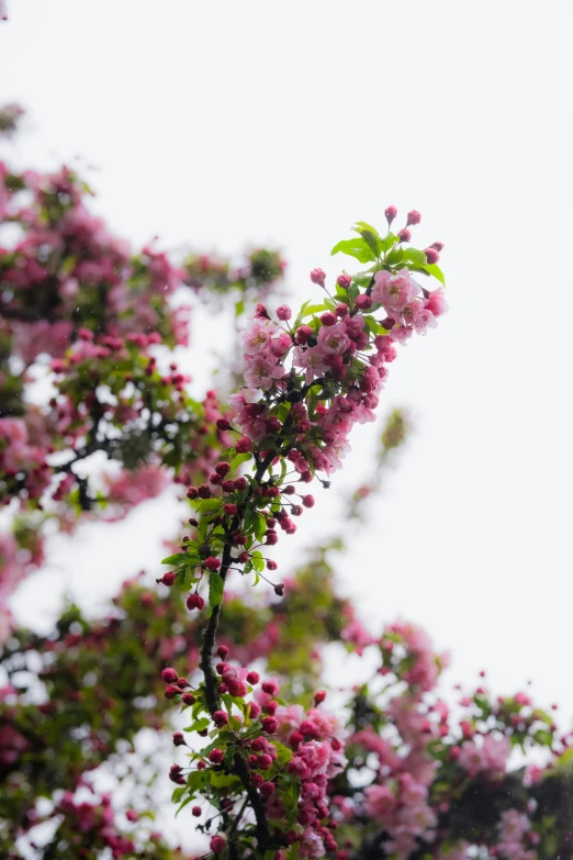 some kind of pink flowers with green leaves