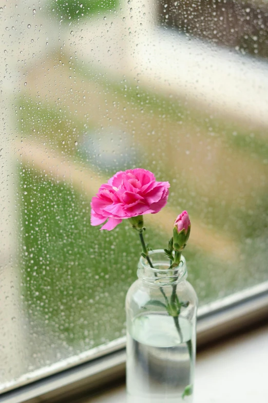 pink flowers sit in a clear jar with water