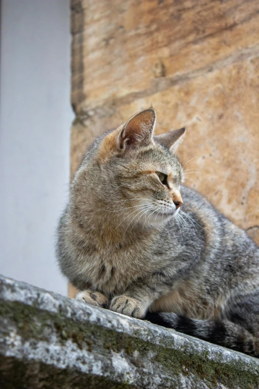 a grey and yellow cat with it's eyes open