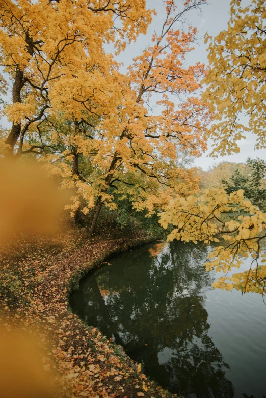 a river flowing under a tree filled forest