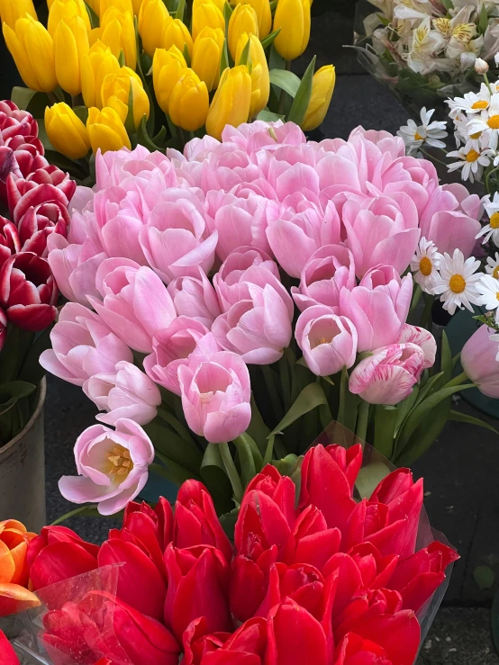 a number of flowers near one another in flower pots