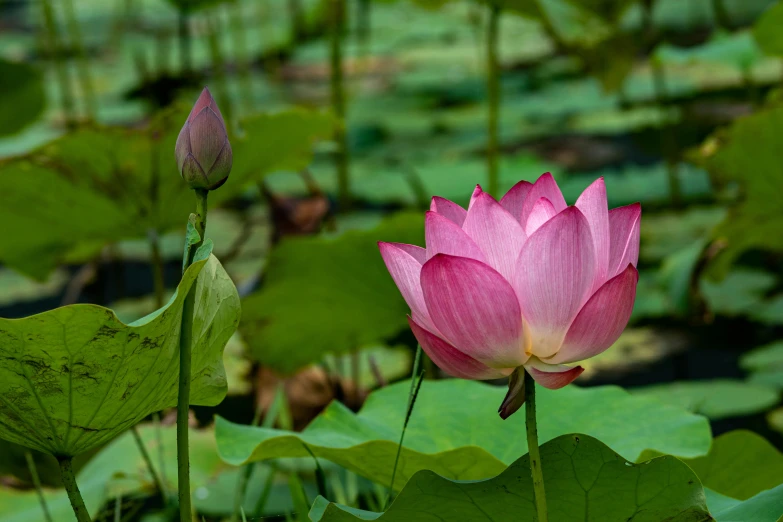 a pink flower blooming in the midst of lily pads