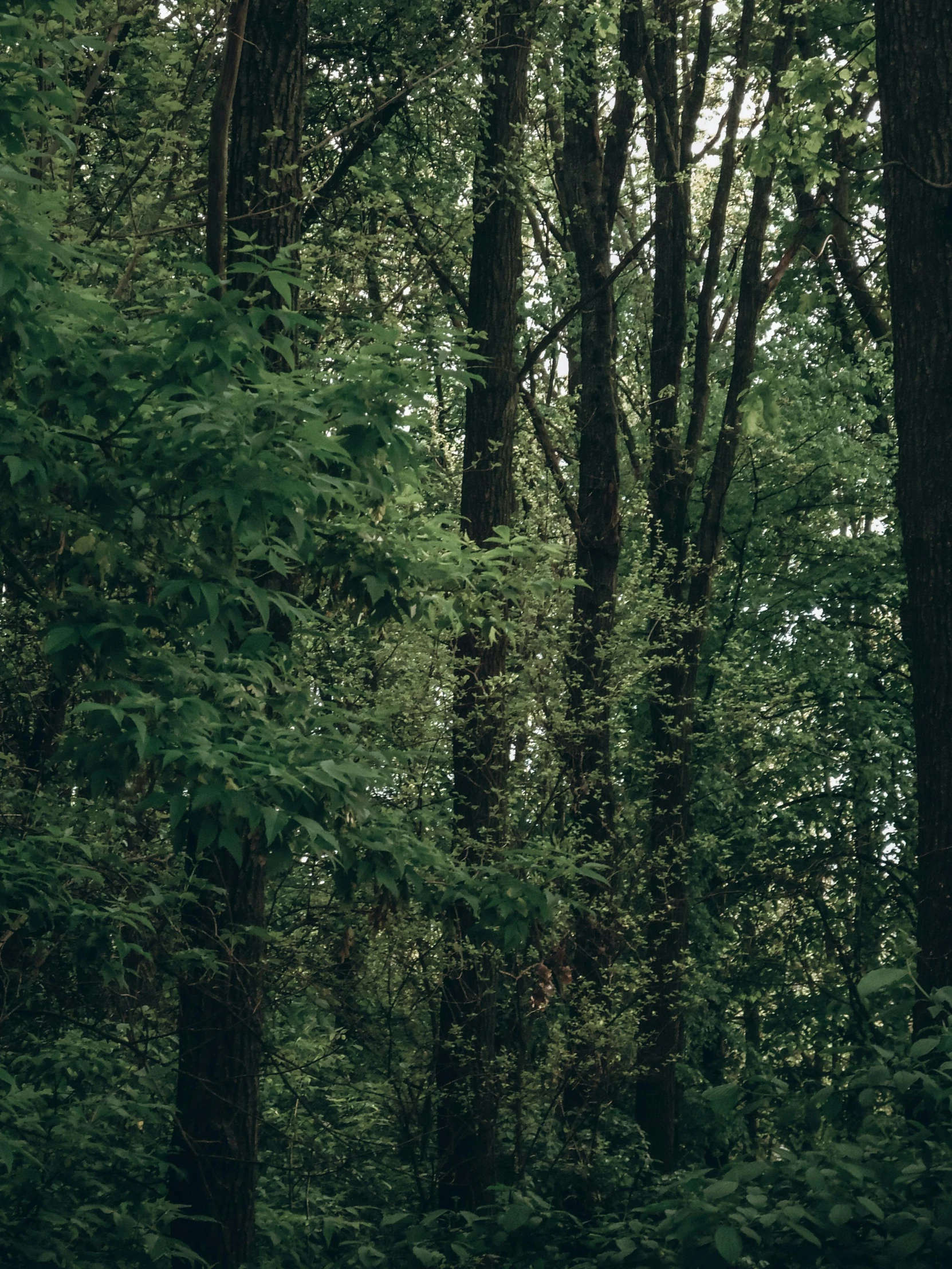 the lush green forest of trees is under overhanging