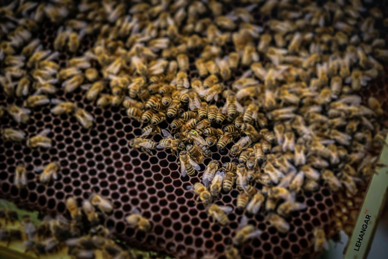 a bunch of bees are laying on a hivehive