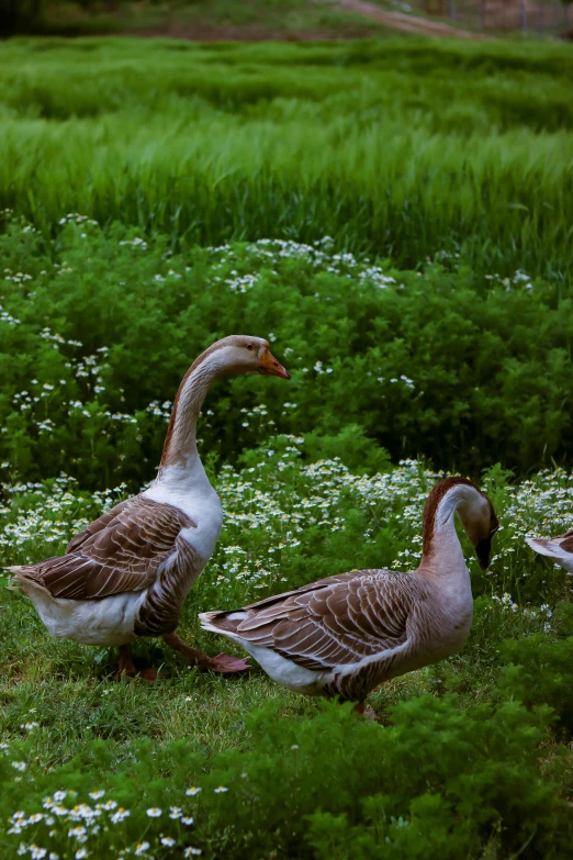 there are two ducks that are standing in the grass