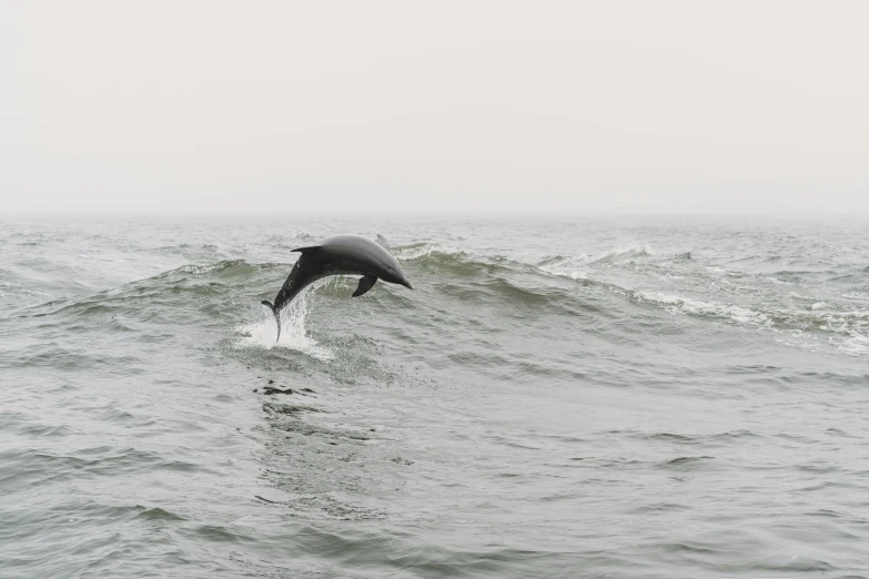 a sea that has some waves and some dolphins