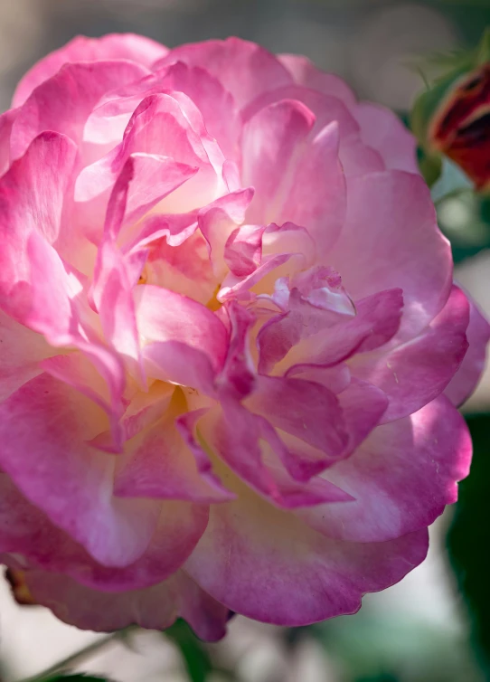 a close up view of a pink flower with its petals slightly open