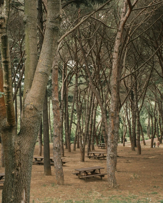 the area is lined with many trees and bench