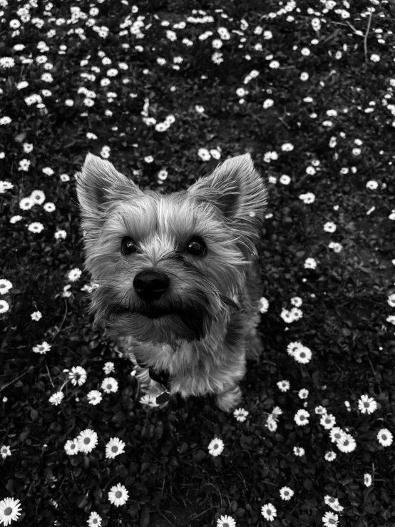 a dog that is looking up into the camera