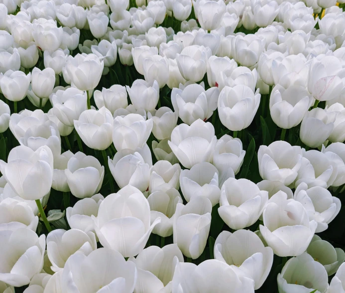 white tulips with the petals unfurled in sunlight