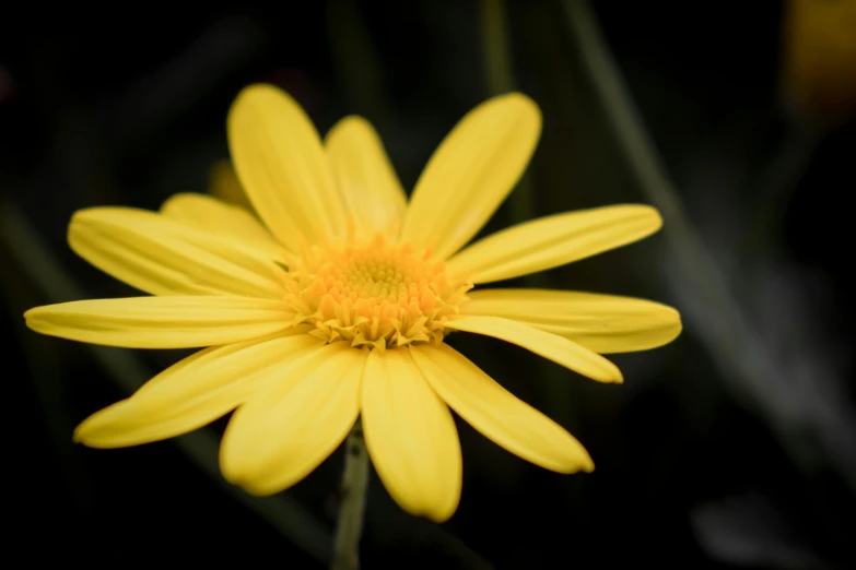 there is an image of a flower with yellow petals