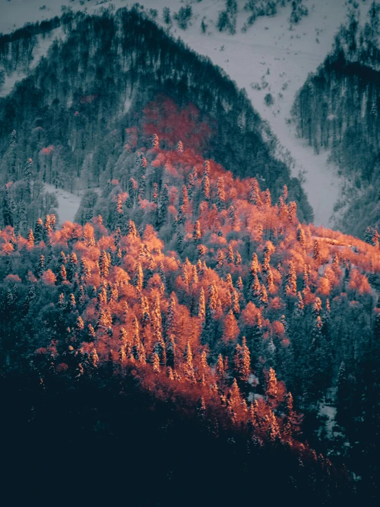 trees covered in orange leaves on a snowy mountain top