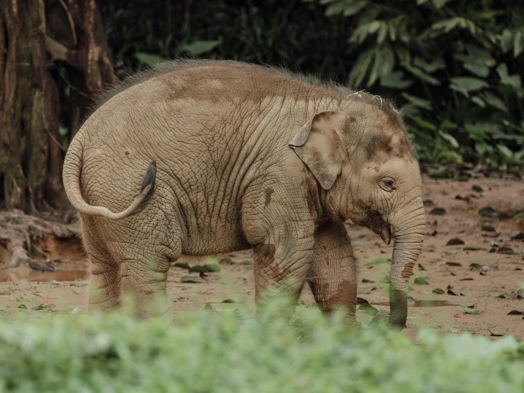 a baby elephant walking through the grass near some trees