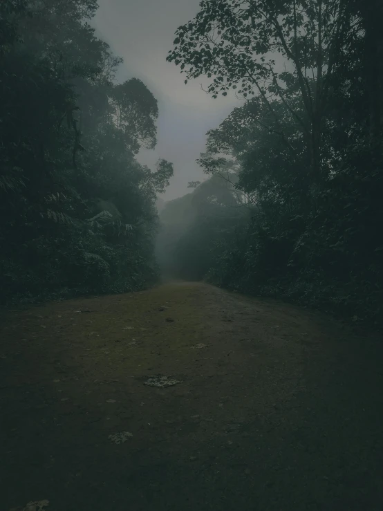 trees and grass on a dark road with the fog coming in