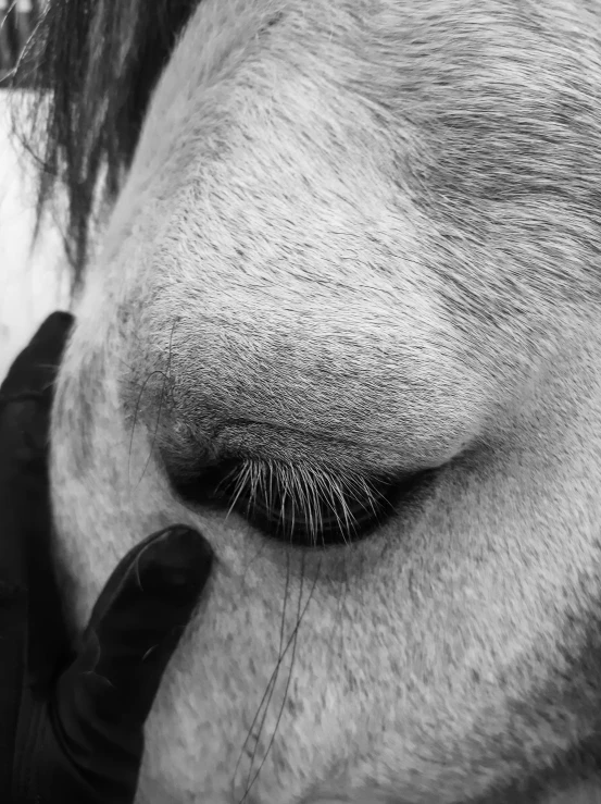 the nose of a horse, with one of the eyes slightly opened