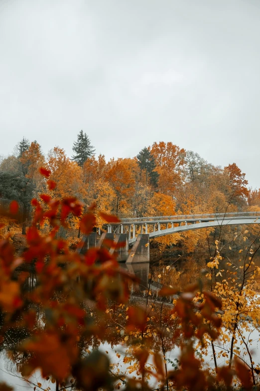 a bridge spanning the width of trees with red, orange, and yellow foliage