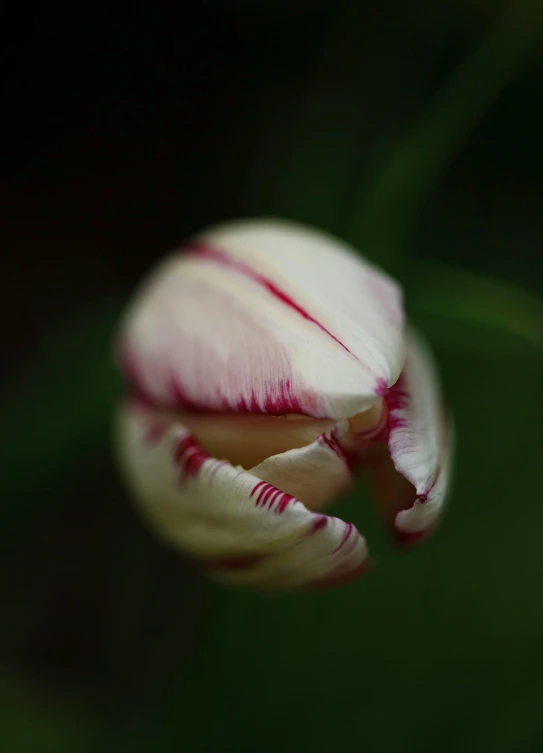 a pink and white flower in the foreground