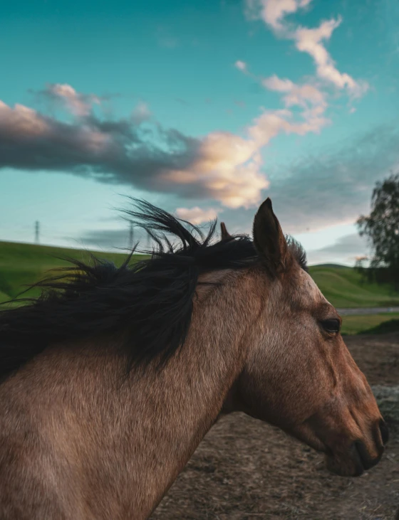 a brown horse with a black mane and sky in the background