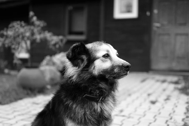a dog sitting on a brick patio near a house