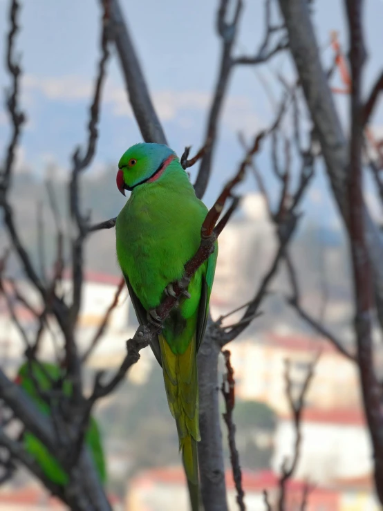 a green and red bird is perched on the nch of a tree