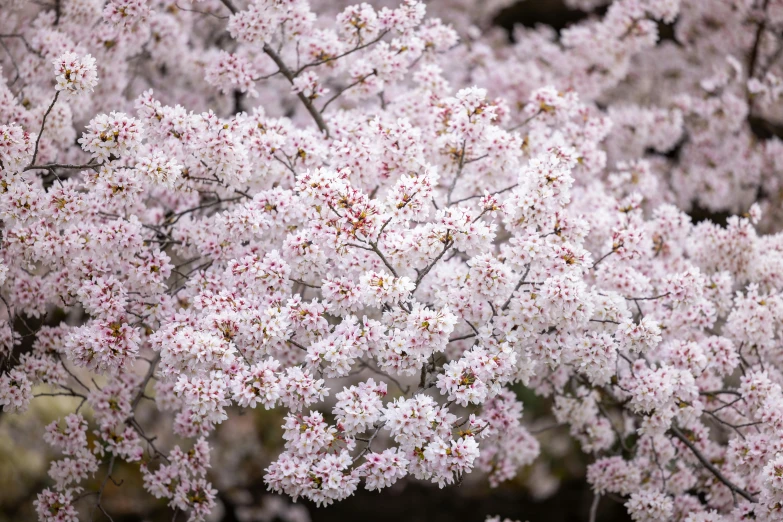 the tree blossom is almost white in color