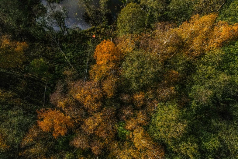 a forest is seen from above with autumn colors