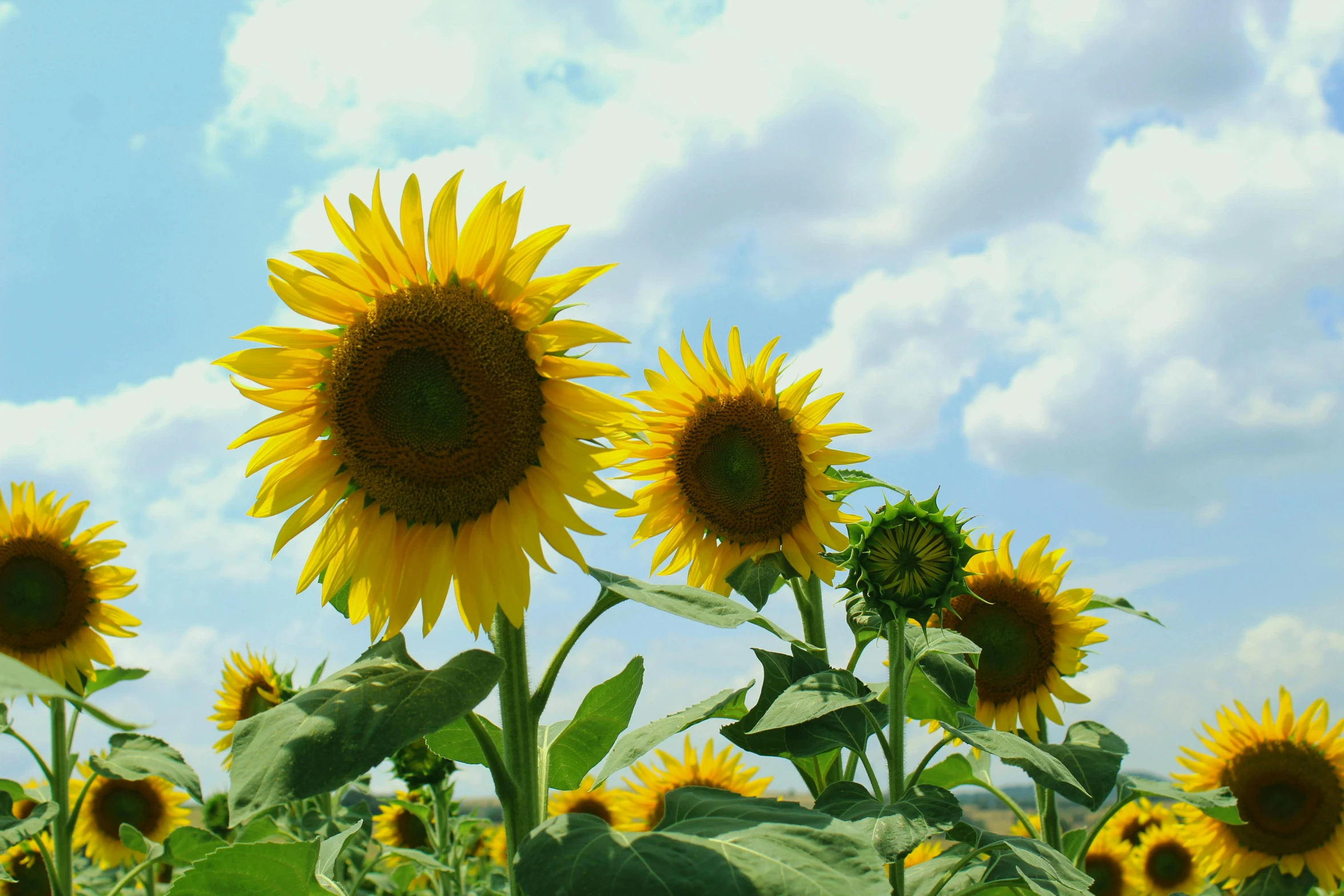 sunflowers in bloom on a clear sunny day