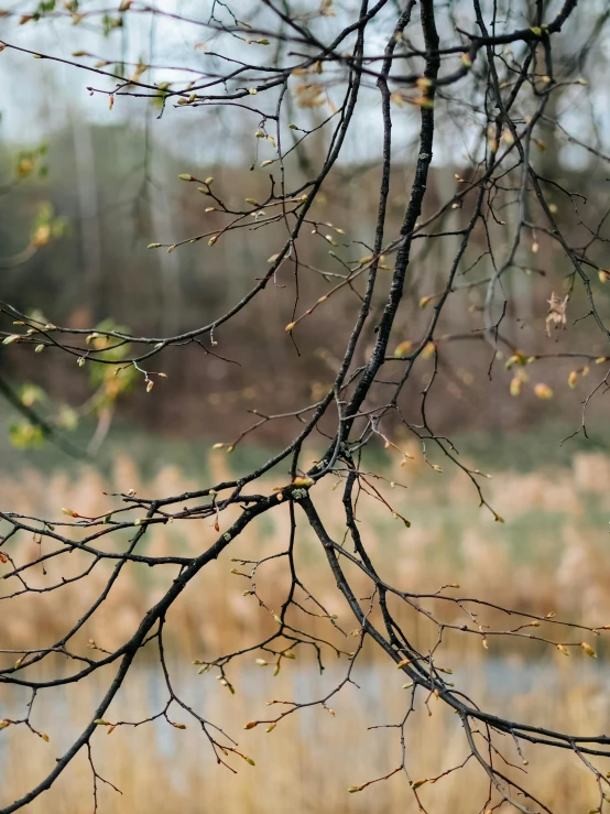 a leaf filled tree in front of a body of water