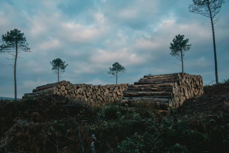 a large pile of logs sitting on top of a hill