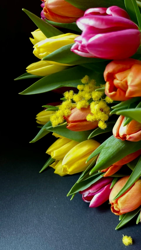 a group of yellow and pink tulips, with pink and red ones on a dark background