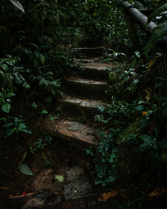 some steps going through the woods leading to soing interesting