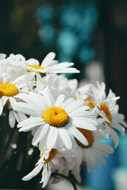 some white daisies in a blue vase