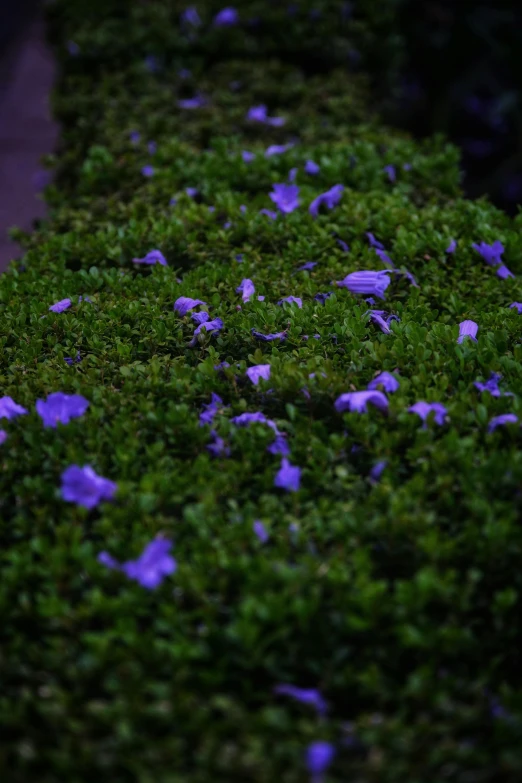 a bunch of purple flowers on the ground