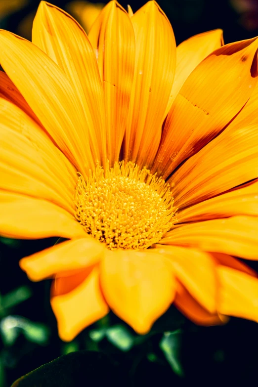 a close - up image of the center flower of a sunflower