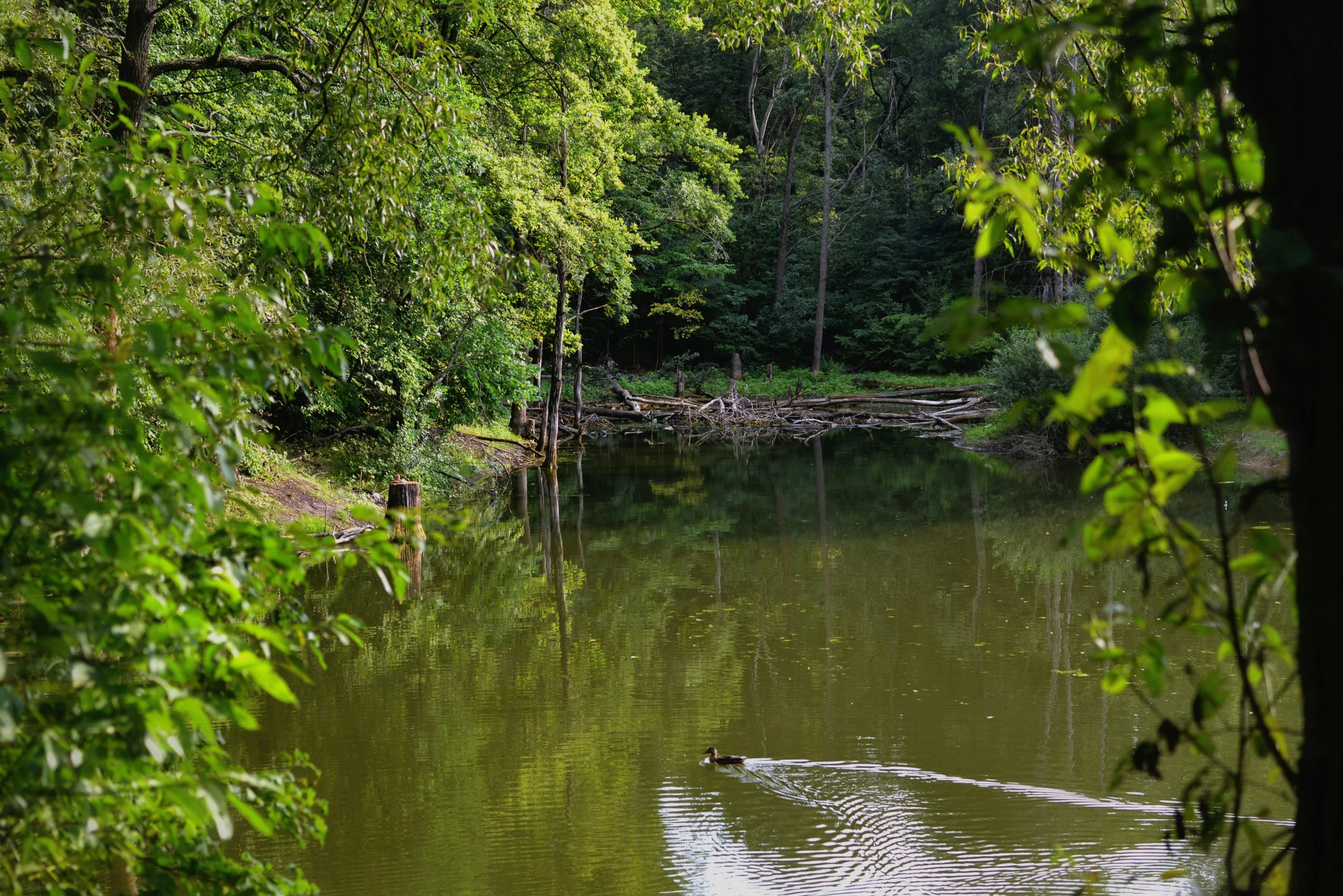 water in a river with trees lining the banks