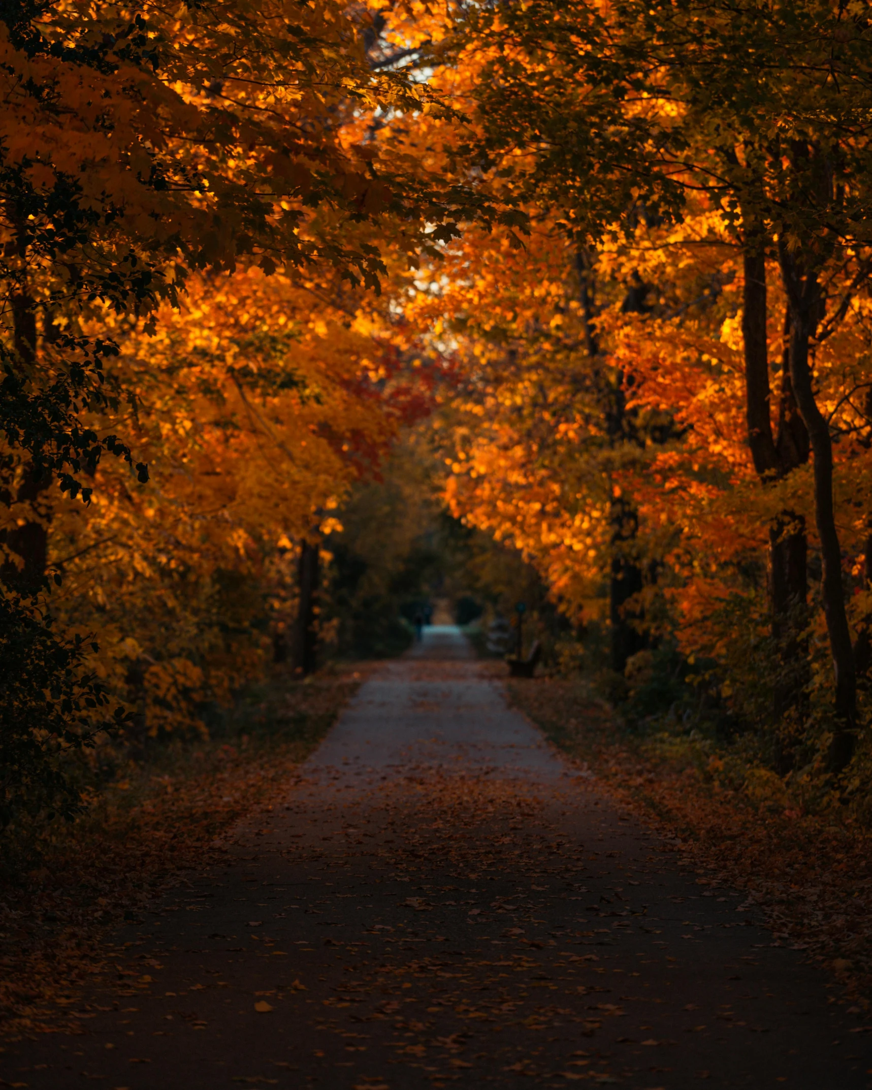 a tree lined forest road is shown in this image