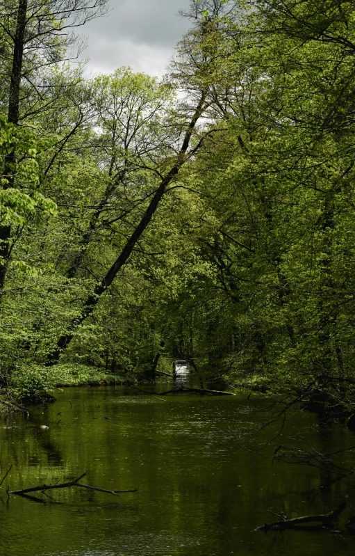 there is a bench in the middle of a forest