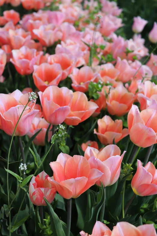 this garden of a cluster of tulips with pink leaves is full of flowers