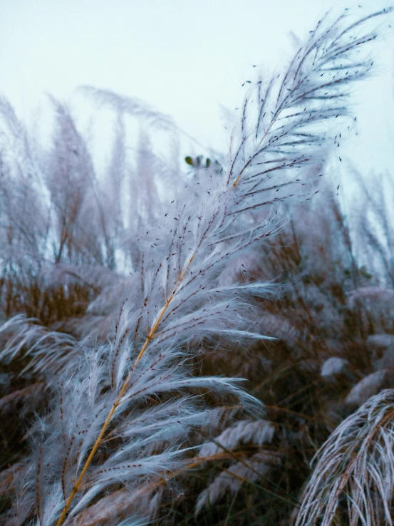 the snow is falling on the large nches