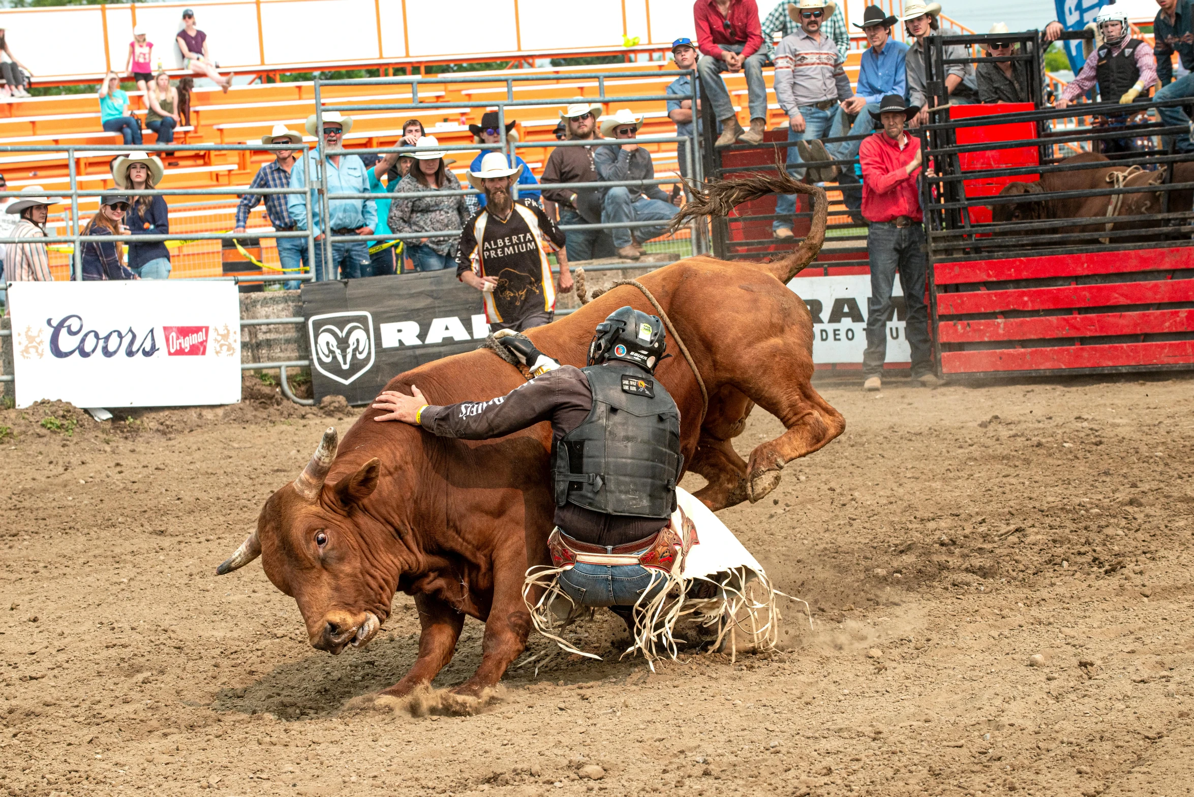 a cowboy falling off his steer during a rodeo