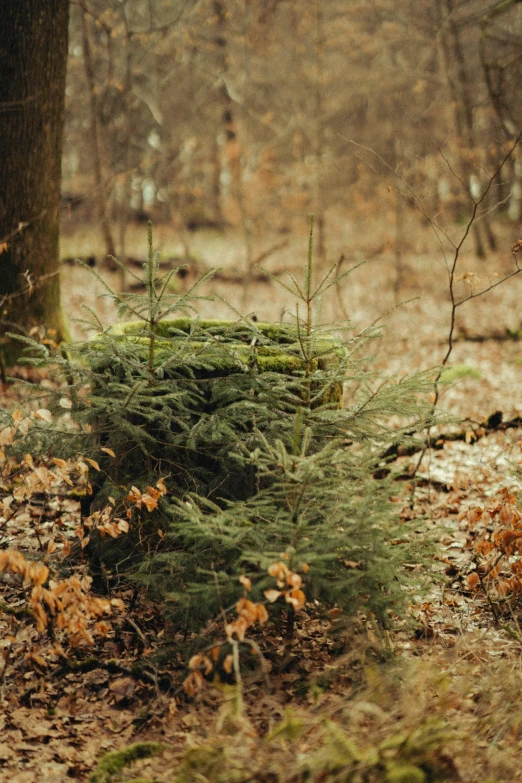 a green moss covered pile next to a tree