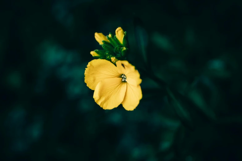 a flower in the middle of a field