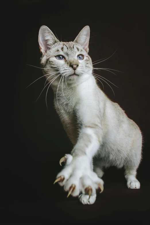 a young cat is standing upright and looking at the camera