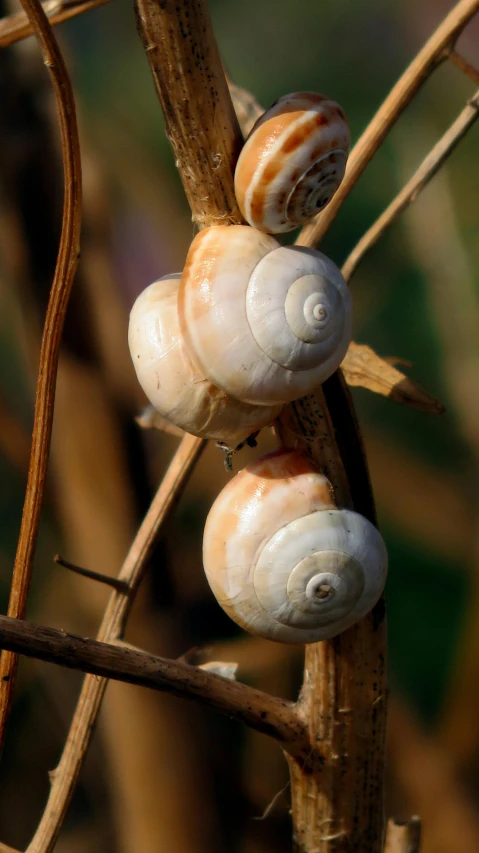 some small snails on a stick near some nches