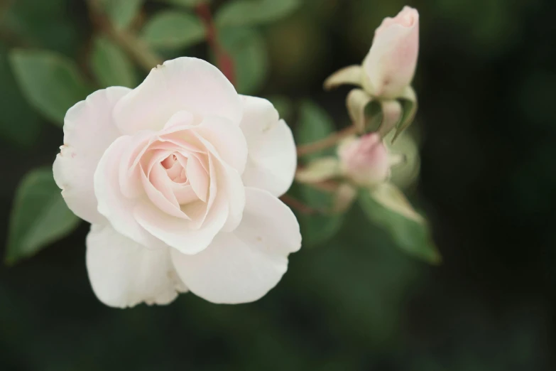 a white flower is blooming in the middle of a field