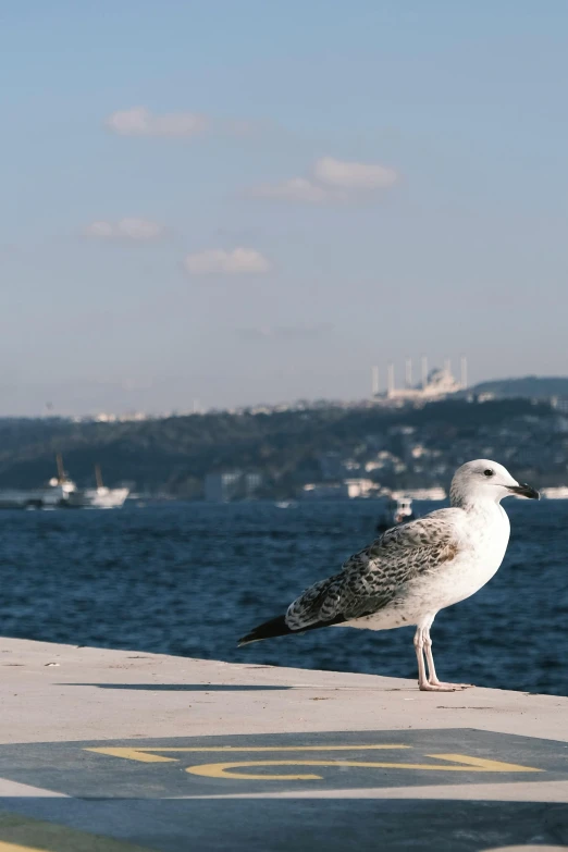 a seagull sitting on a concrete ledge next to the water