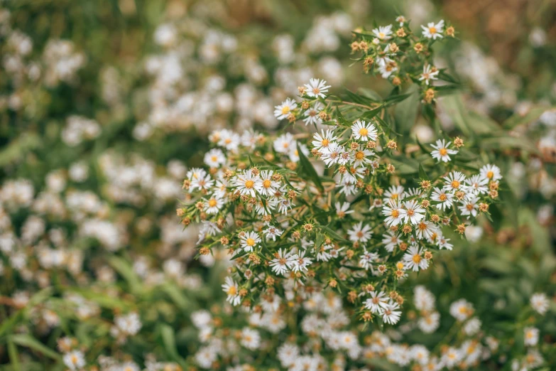 a large bush filled with small white flowers