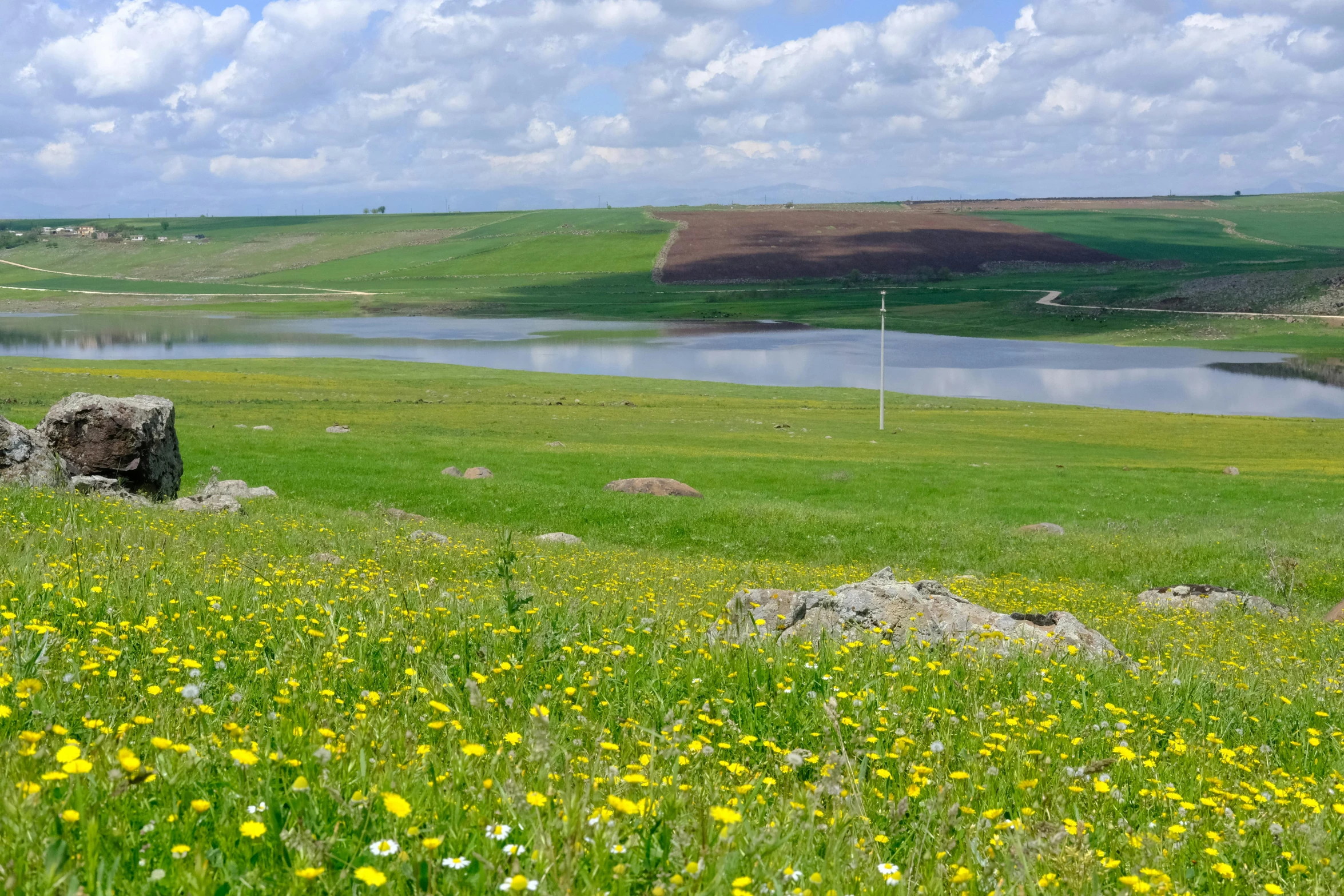 there is a view of some green field with flowers